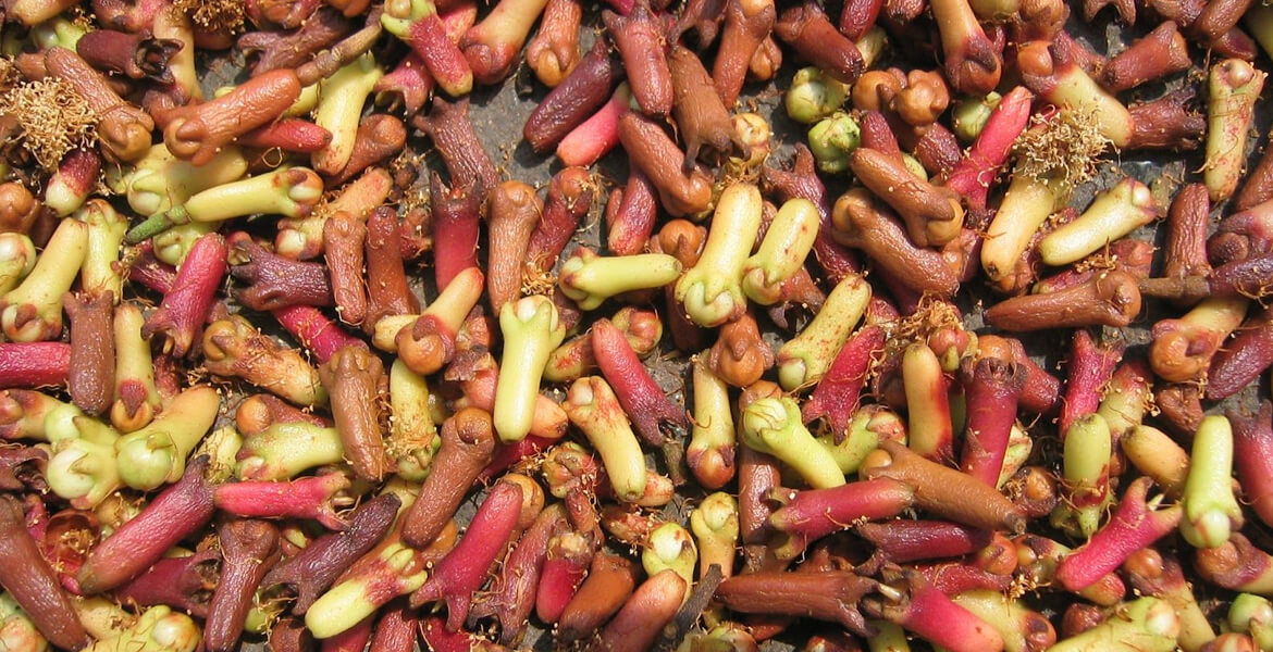 Ceylon-cloves-suppliers-in-UAE Ceylon-cloves-suppliers-in-UAE