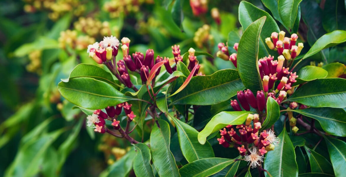 Indonesian-cloves-suppliers-in-UAE Indonesian-cloves-suppliers-in-UAE